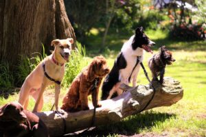 Read more about the article Jak nauczyć psa samokontroli przy innych psach