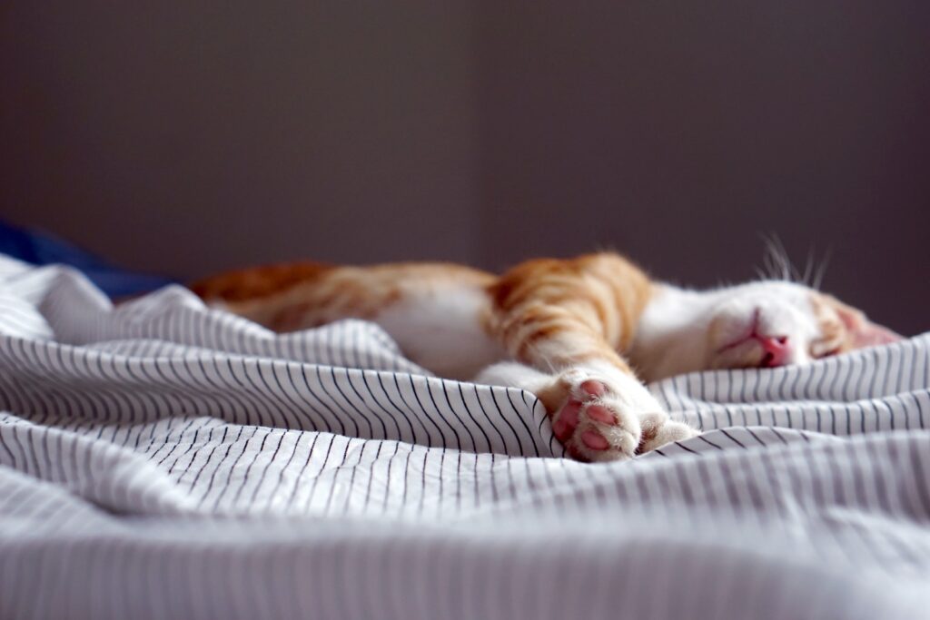 pomarańczowy pręgowany kotek śpiący na tekstyliach w czarno-białe paski
