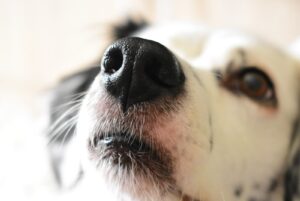 Read more about the article Suchy nos u psa: Co to oznacza i jak pomóc pupilowi?