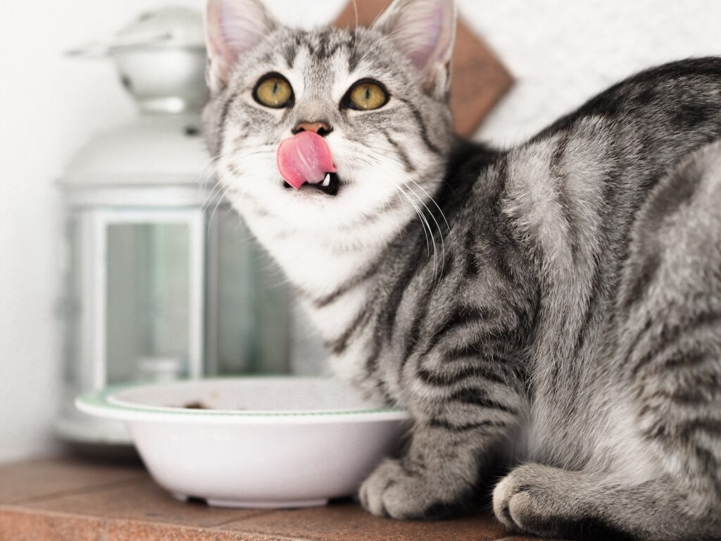 srebrny pręgowany kot w białej ceramicznej misce
