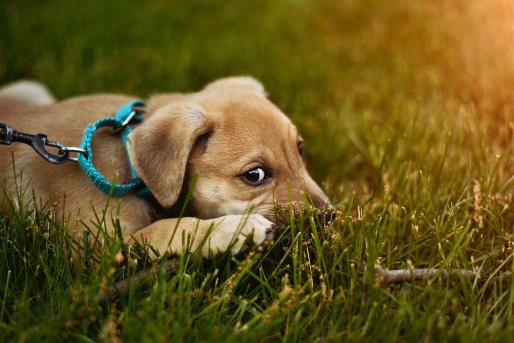 płytkie fokus fotografia szczeniaka leżącego na zielonej trawie