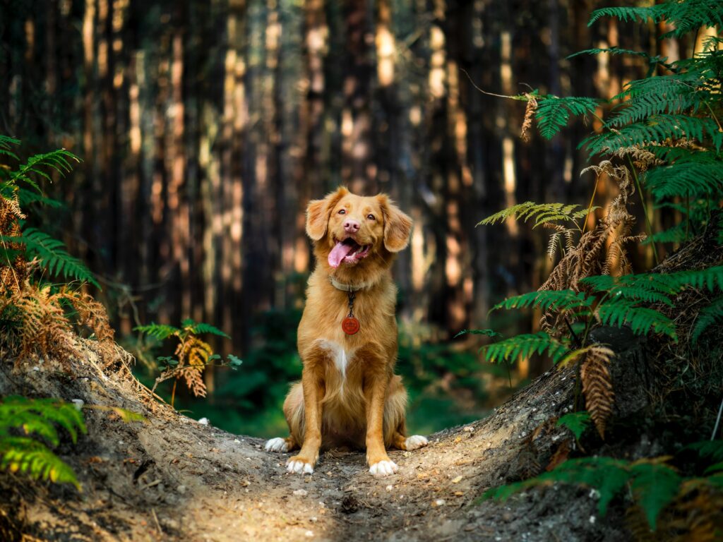 brązowy krótkowłosy pies na brązowym pniu drzewa