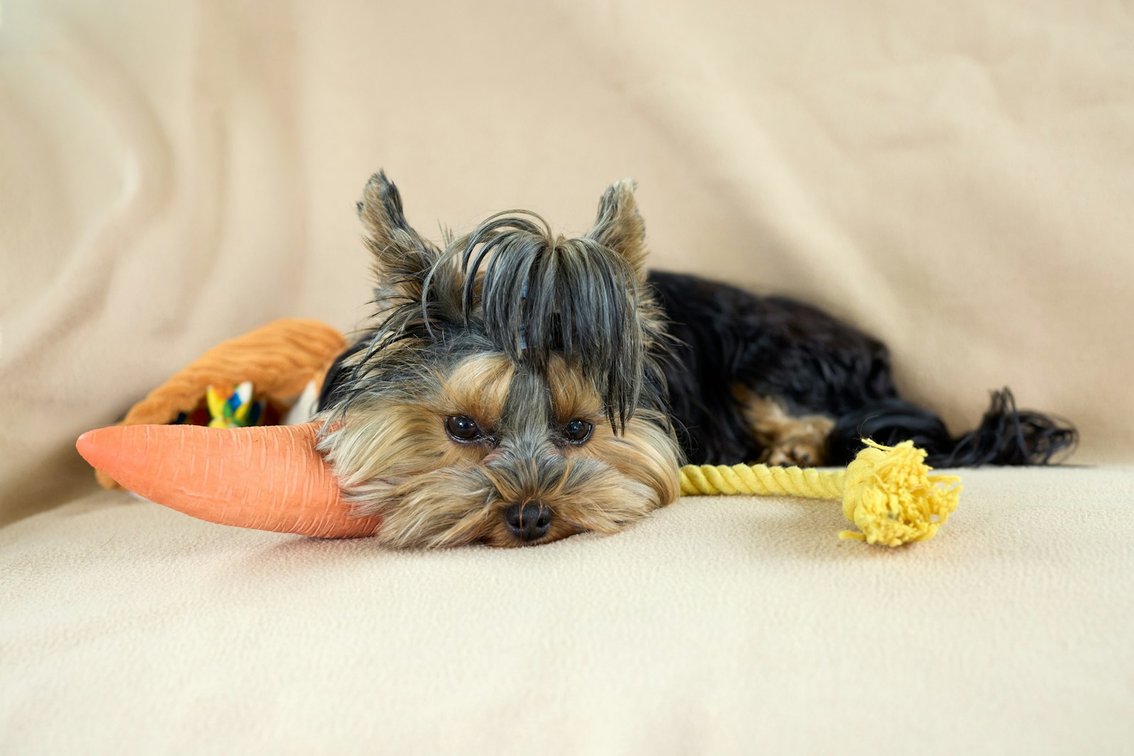 zabawki dla psów i kotów