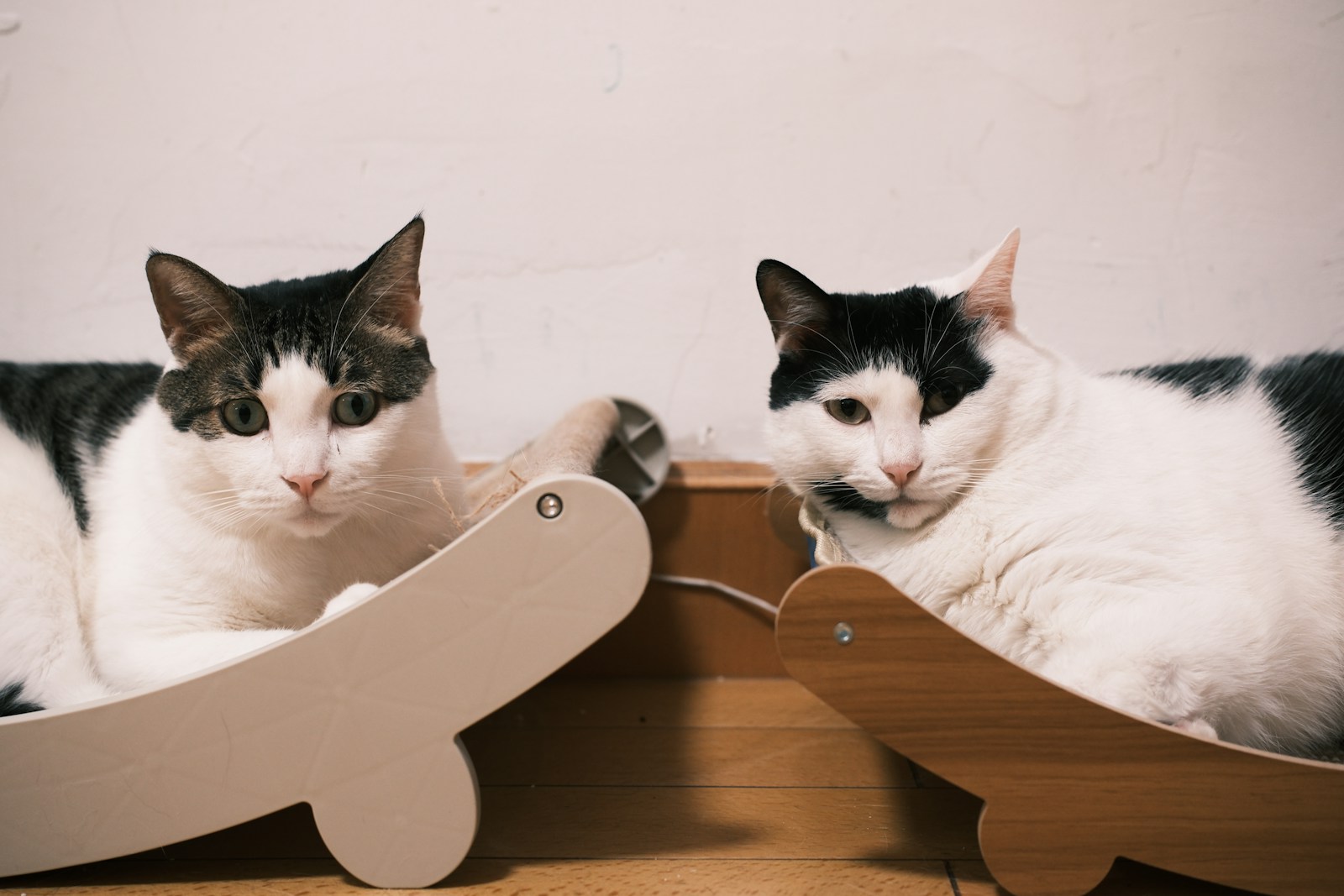 akcesoria dla kotów i psów